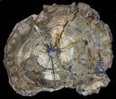 Triassic Petrified Wood Round - Madagascar #58819-3